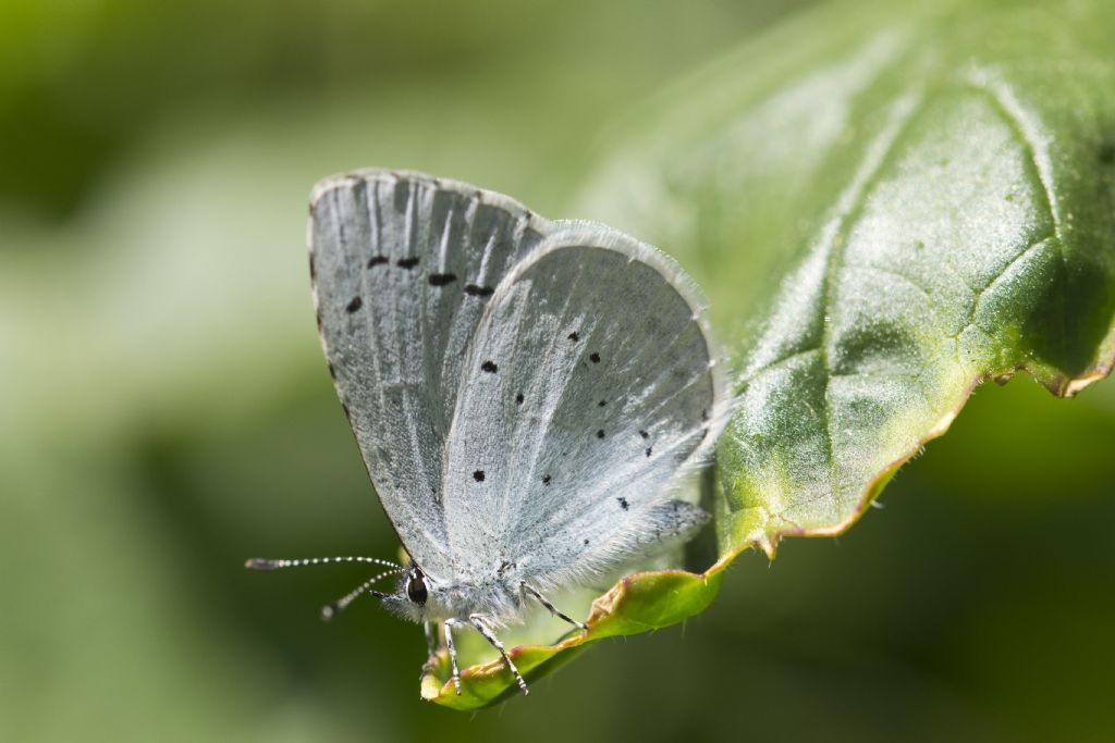 Conferma id Celastrina argiolus